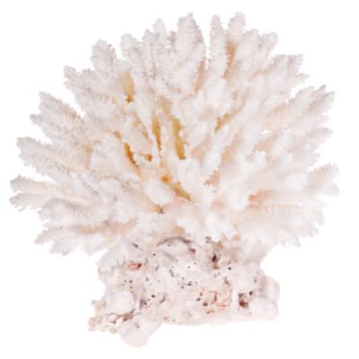 Koralle als Kalkfilter